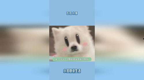 小猫吃瓜贴纸,喵星小猫的瓜贴纸美食之旅