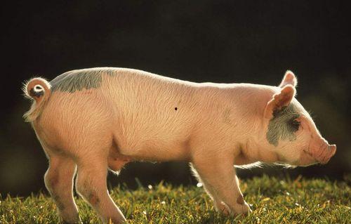 小懒猪吃瓜,小懒猪的甜蜜瓜果时光