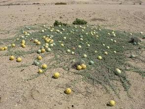 吃瓜祖先,揭秘娱乐圈背后的那些事儿