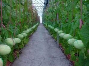 吃瓜的利润,一瓜在手，财富我有